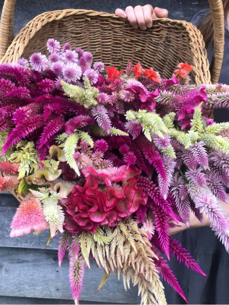 celosia in a basket