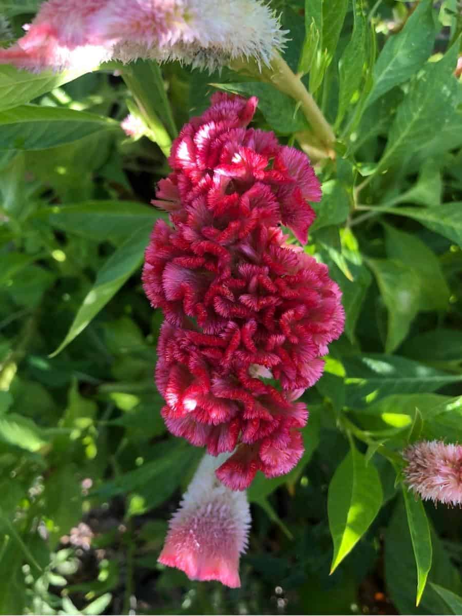 pink cockscomb celosia