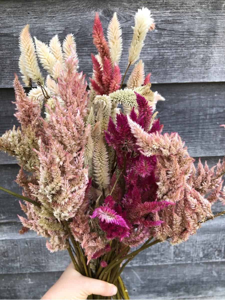 hand holding bouquet of dried celosia