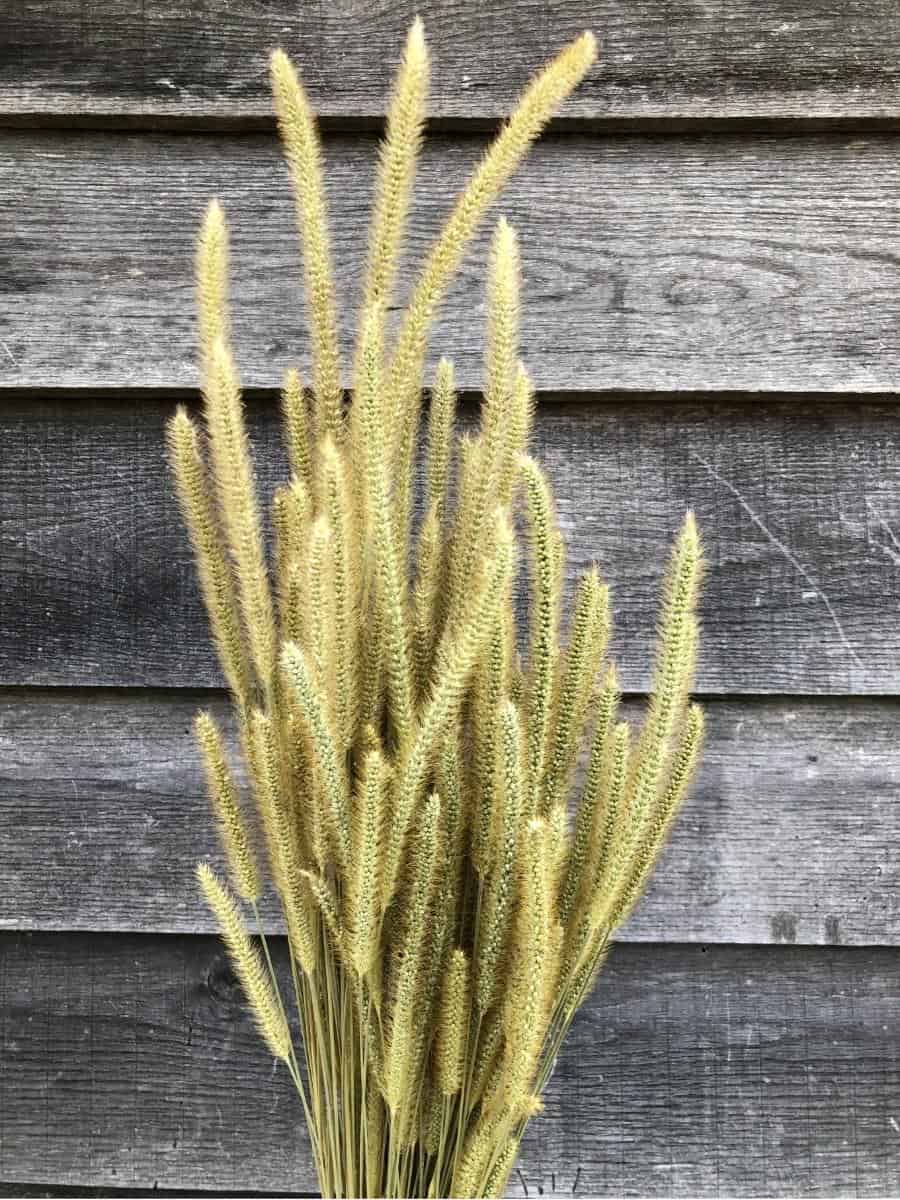 hand holding bouquet of dried ornamental grass