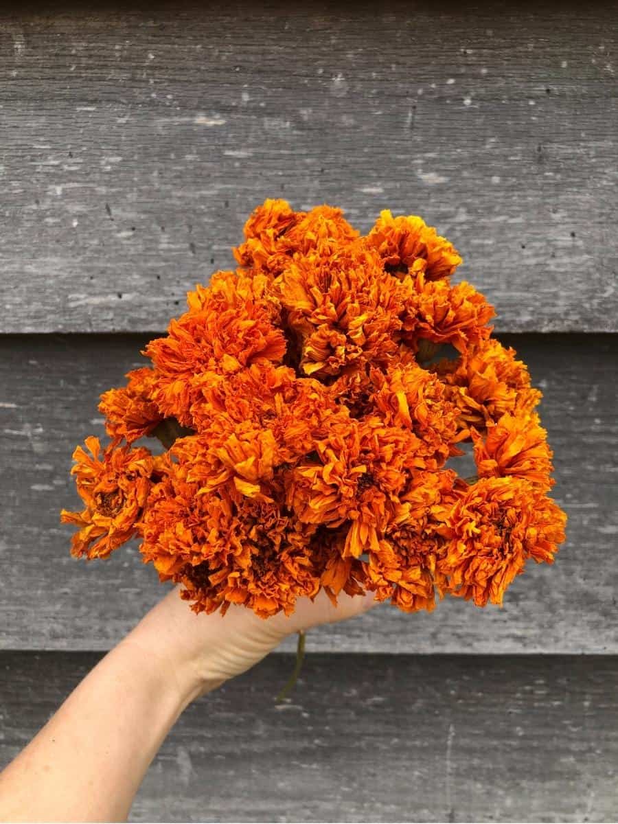 hand holding bouquet of dried orange marigolds