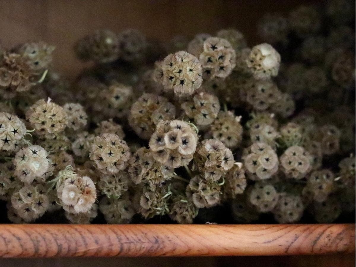 seed pods are some of the best flowers to grow for drying and stored in a cabinet