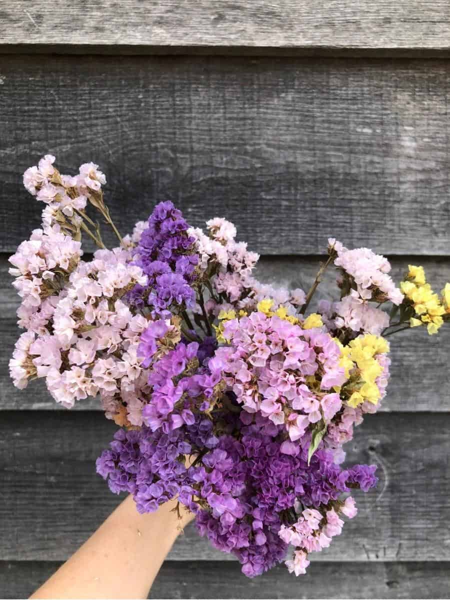 hand holding bouquet of dried statice