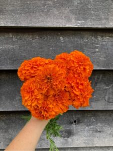 hand holding fresh orange marigolds