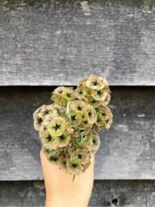 hand holding fresh strawflowers