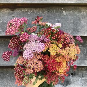 hand holding bouquet of fresh yarrow