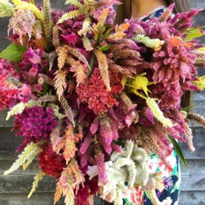 giant colorful bouquet of some of the best flowers to grow for drying