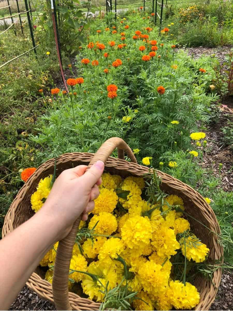 hand holding basket of yellow marigolds in front of row of orange marigolds