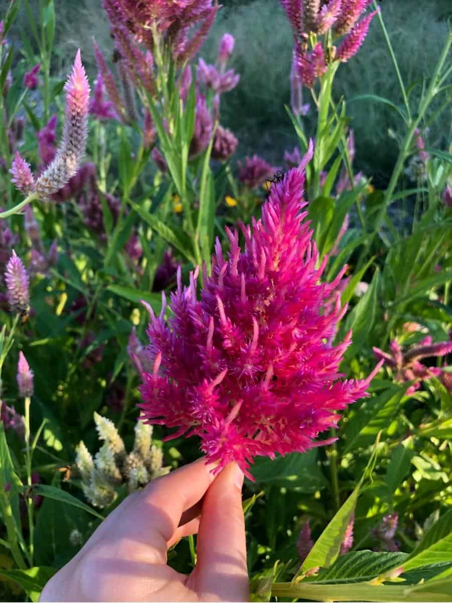 Pink plumed cockscomb celosia