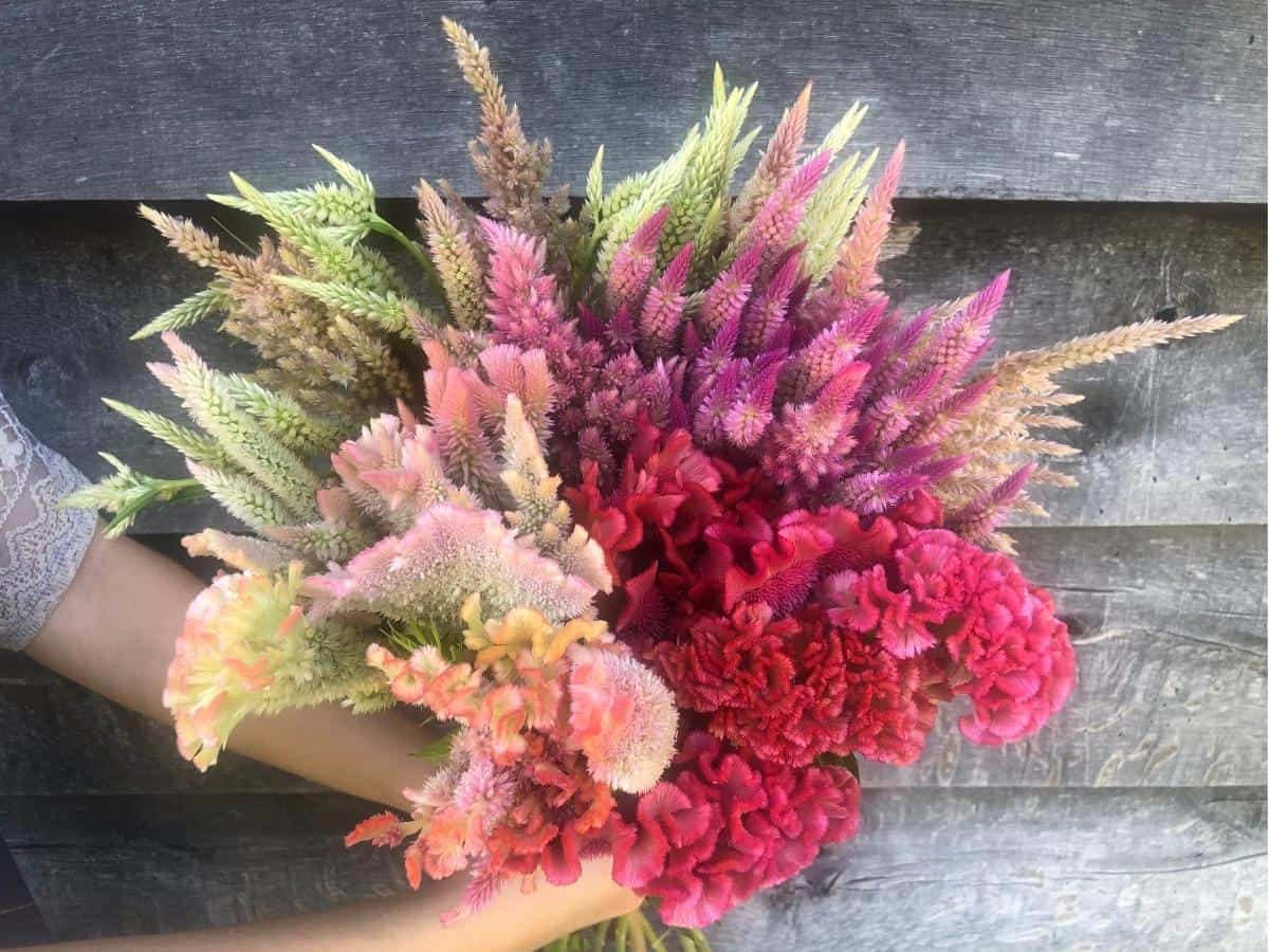 small colorful bouquet of the best flowers to grow for drying