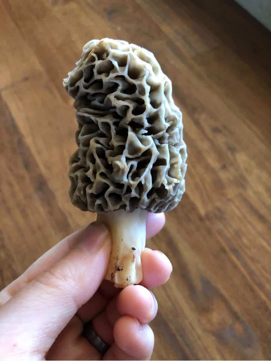 hand holding a morel
