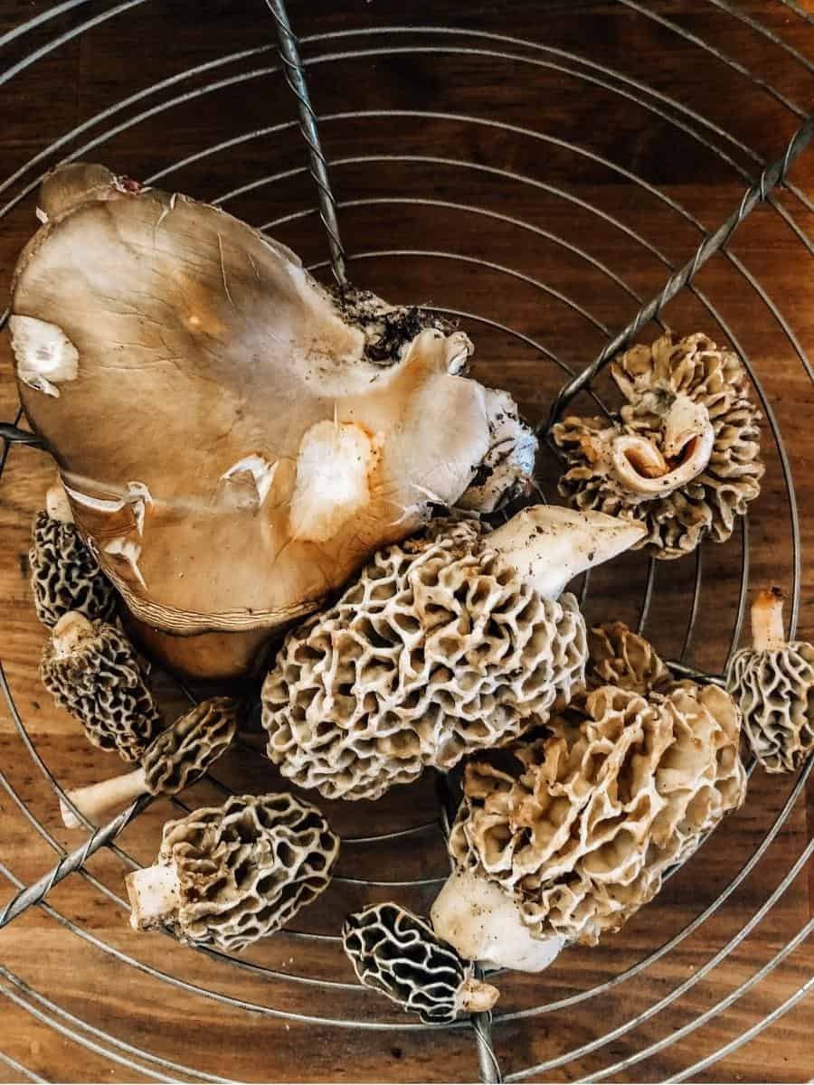 morels in a wire basket