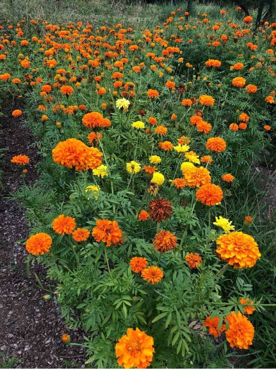 Giant Marigold Seeds - Image 5