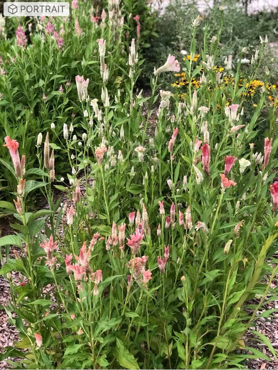 celosia in field