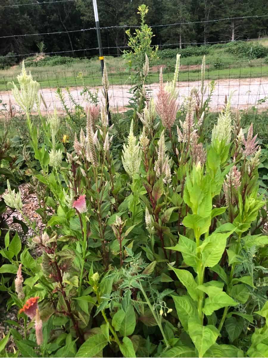 celosia in field