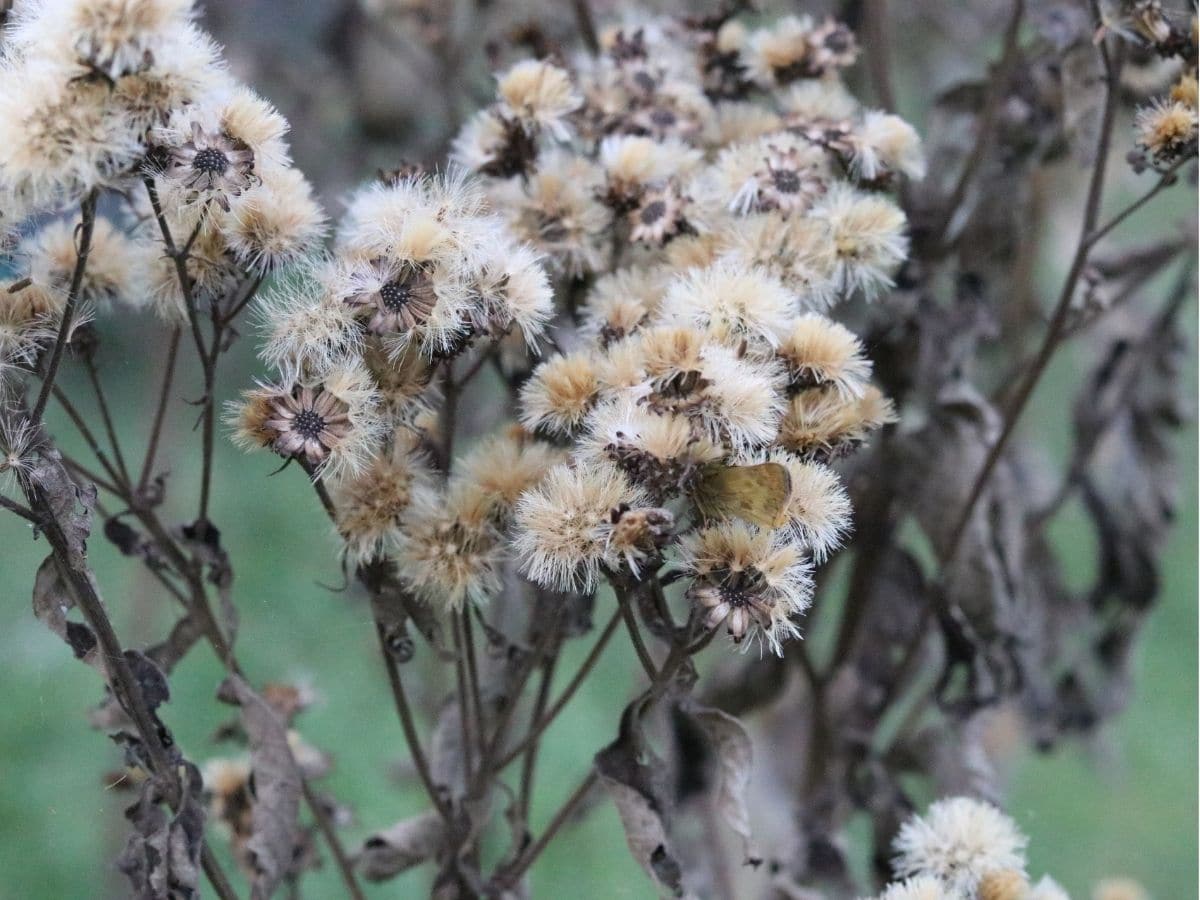dried ironweed