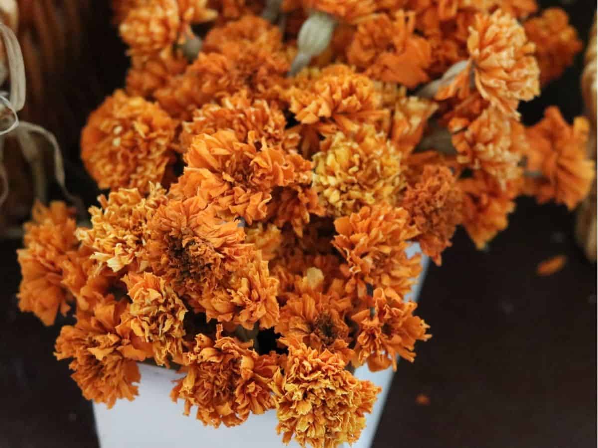dried orange marigolds