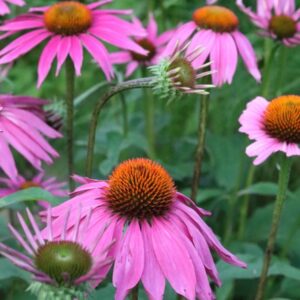 echinacea_in_bloom_1