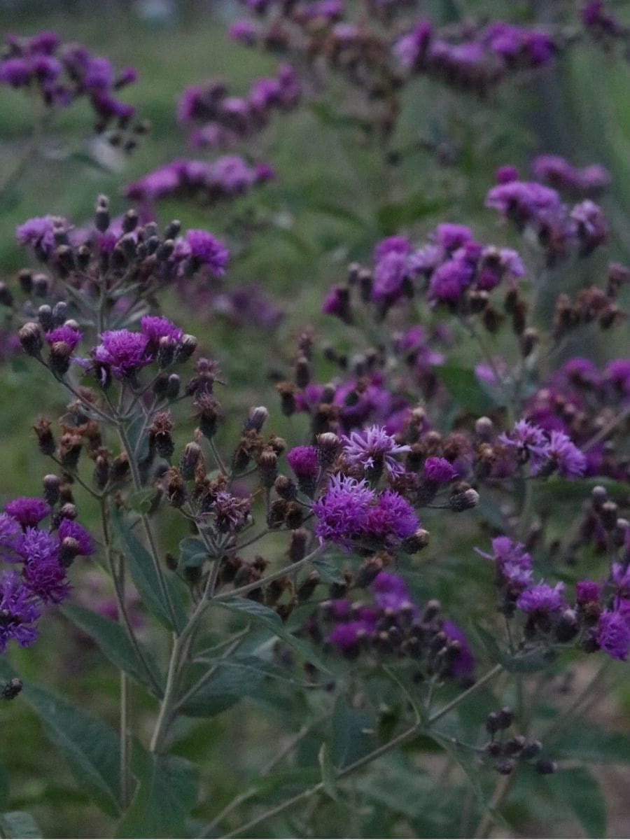 fresh_ironweed_1