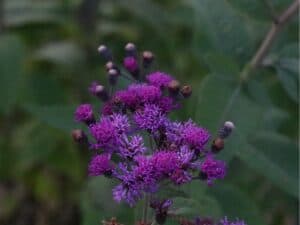 fresh_ironweed_2
