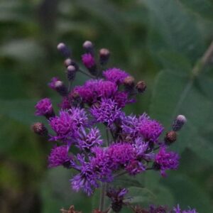 fresh_ironweed_2