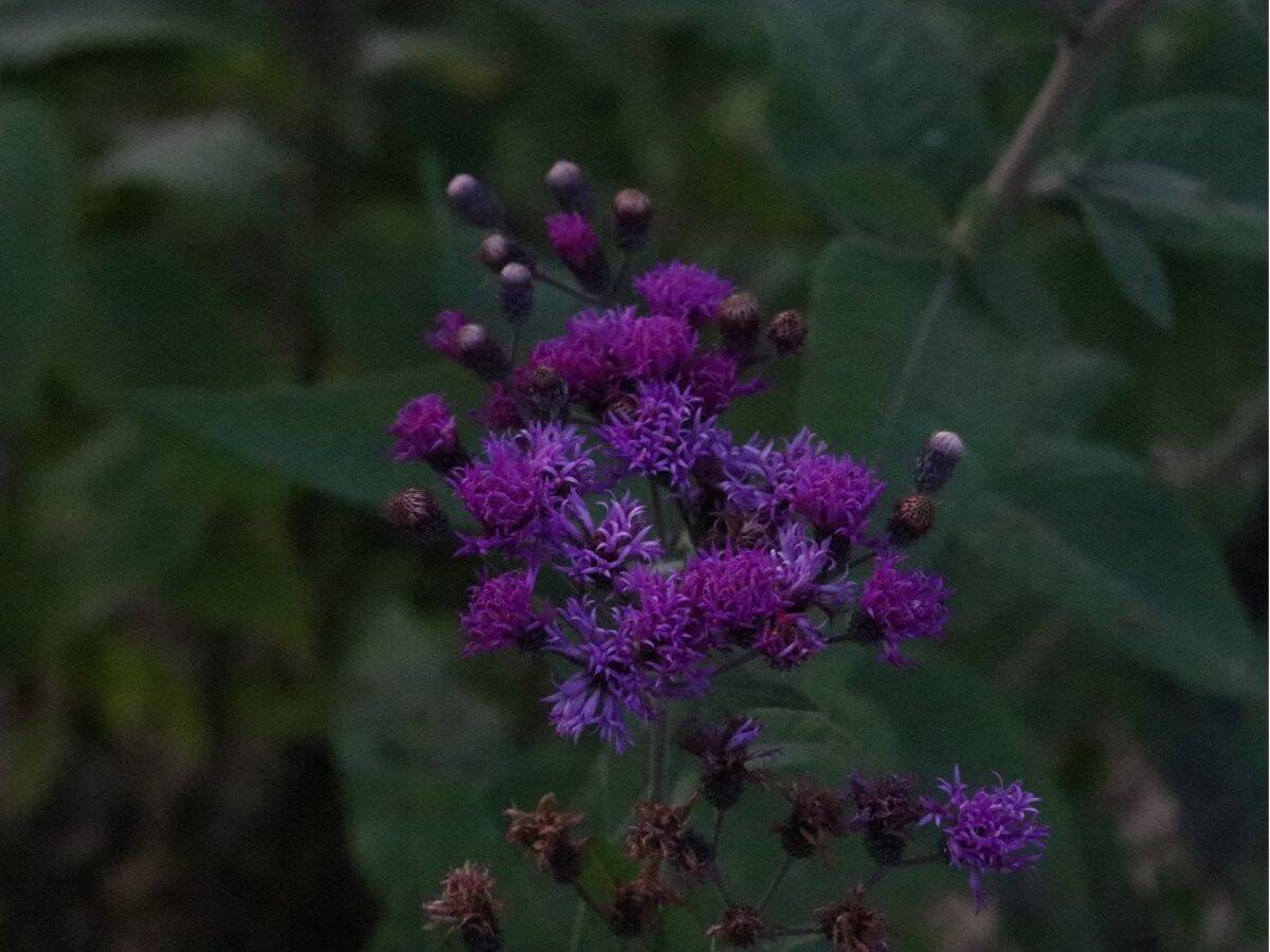 fresh_ironweed_3