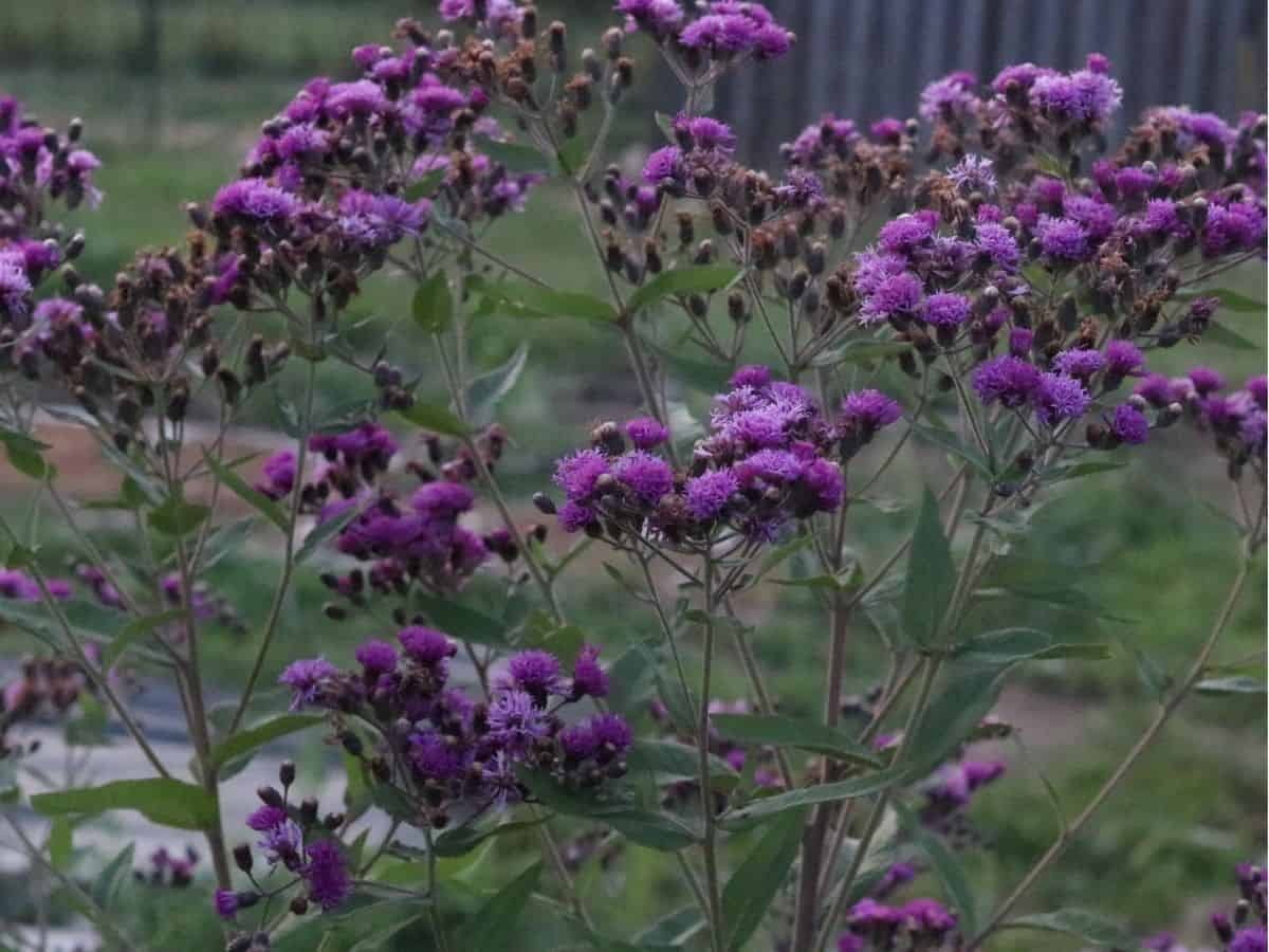 fresh ironweed 4