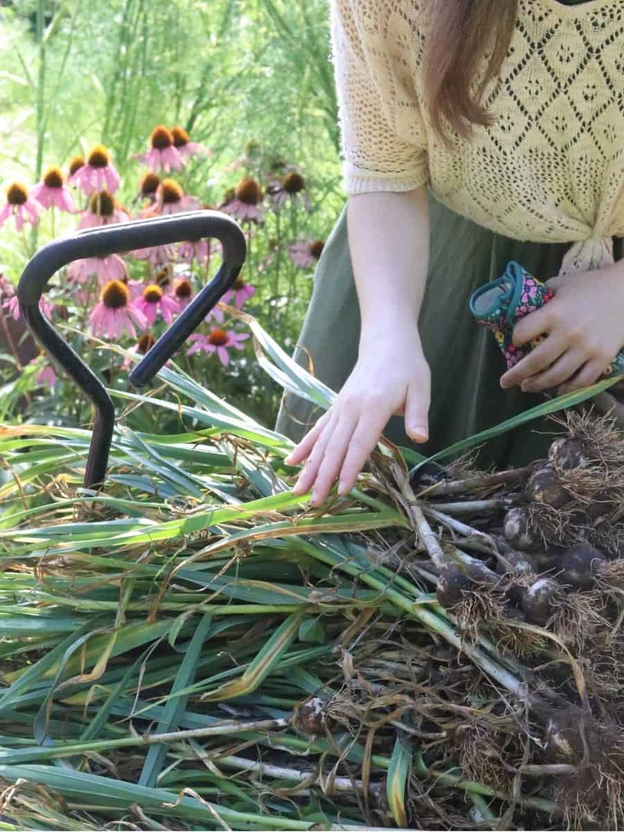 garlic harvest in wheelbarrow