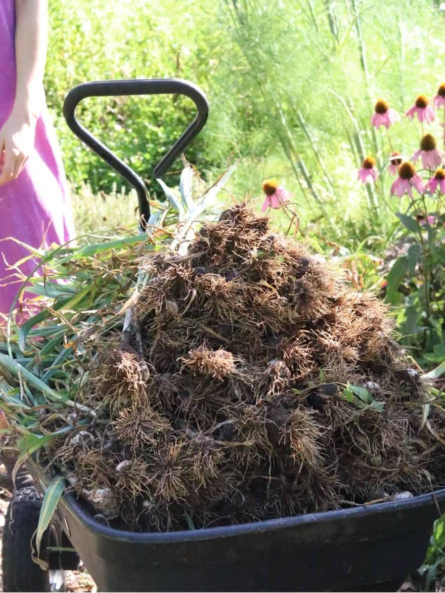 garlic harvest in wheelbarrow