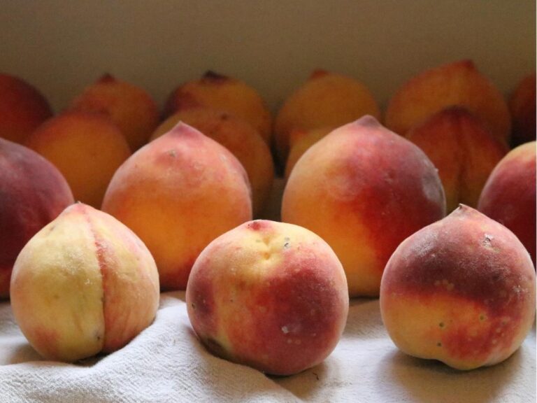 peaches sitting on towel