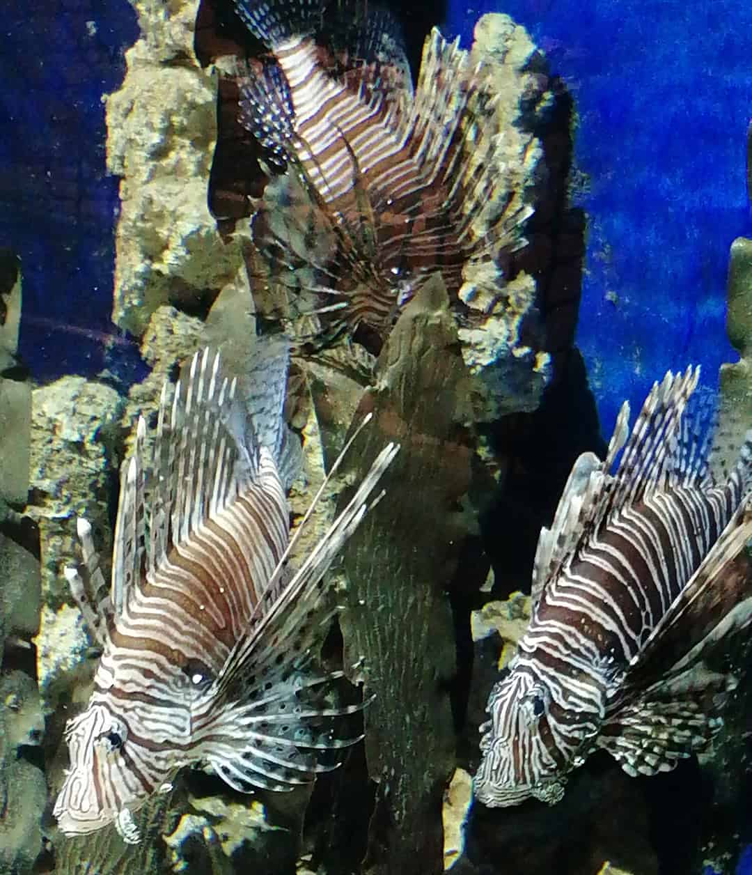 Feuerfische-KG-1080 Drei gestreifte Rotfeuerfische mit langen, spitzen Flossen schwimmen in einem klaren, blauen Aquarium um ein felsiges Korallenriff. Die charakteristischen Muster der Fische heben sich vom strukturierten Hintergrund ab.