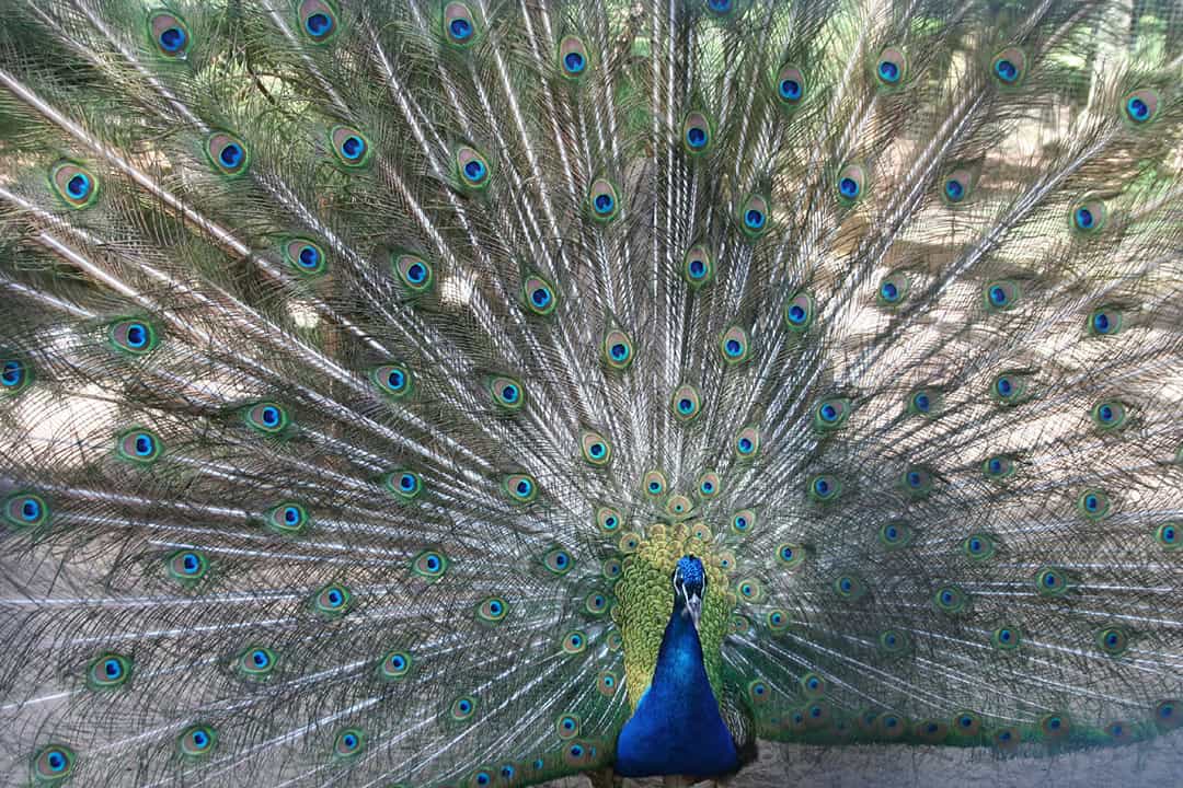 Pfau_1080 Ein Pfau mit leuchtend blauem und grünem Gefieder präsentiert seine vollständig geöffneten Schwanzfedern, die ein Muster aus augenähnlichen Flecken aufweisen. Der Hintergrund ist eine verschwommene Naturkulisse mit viel Grün.
