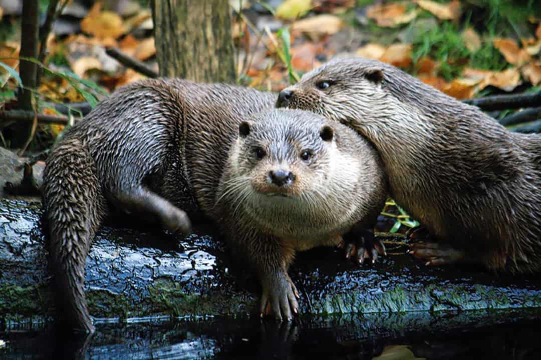 wildpark-klaushof_fischotter Zwei Otter ruhen auf einem nassen Baumstamm in der Nähe eines Teichs. Ein Otter blickt in die Kamera, während der andere seinen Hals streichelt. Der Hintergrund ist mit Laub und Gras bedeckt.