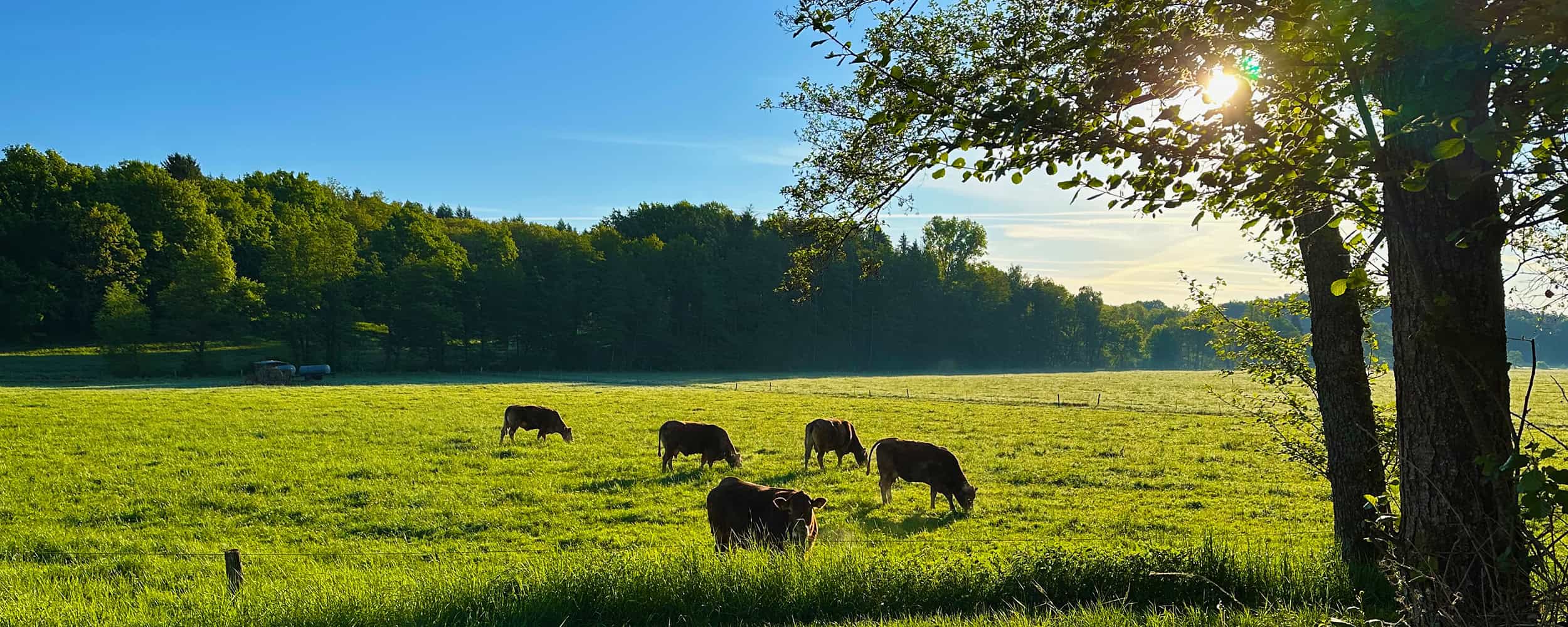 Kühe grasen auf einer saftig grünen Wiese unter einem klaren blauen Himmel, während auf der rechten Seite das Sonnenlicht durch die Bäume scheint und im Hintergrund ein Wald zu sehen ist.