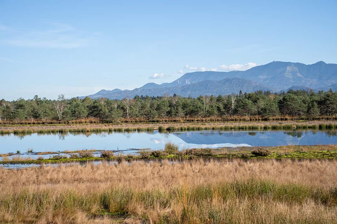 In einem ruhigen Teich spiegeln sich eine Reihe von Bäumen und ferne Berge unter einem strahlend blauen Himmel, umgeben von goldenen Gräsern und Sumpfvegetation.
