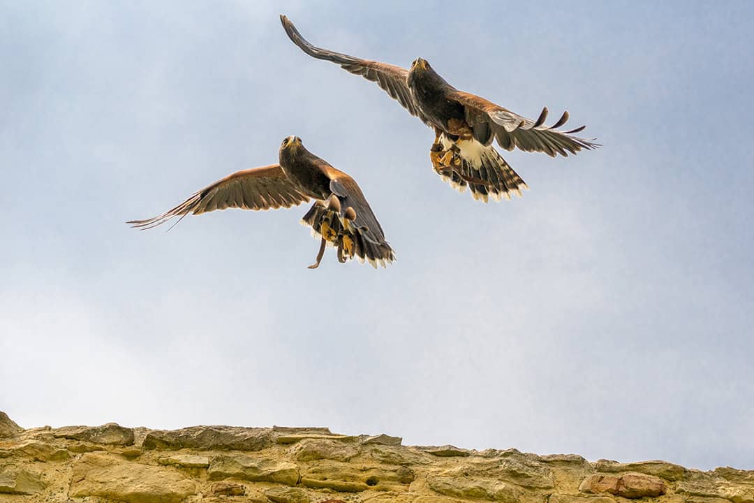 Zwei große Raubvögel mit dunklem Gefieder fliegen über einer Steinmauer vor einem hellblauen Himmel, die Flügel weit ausgebreitet und die Krallen sichtbar.