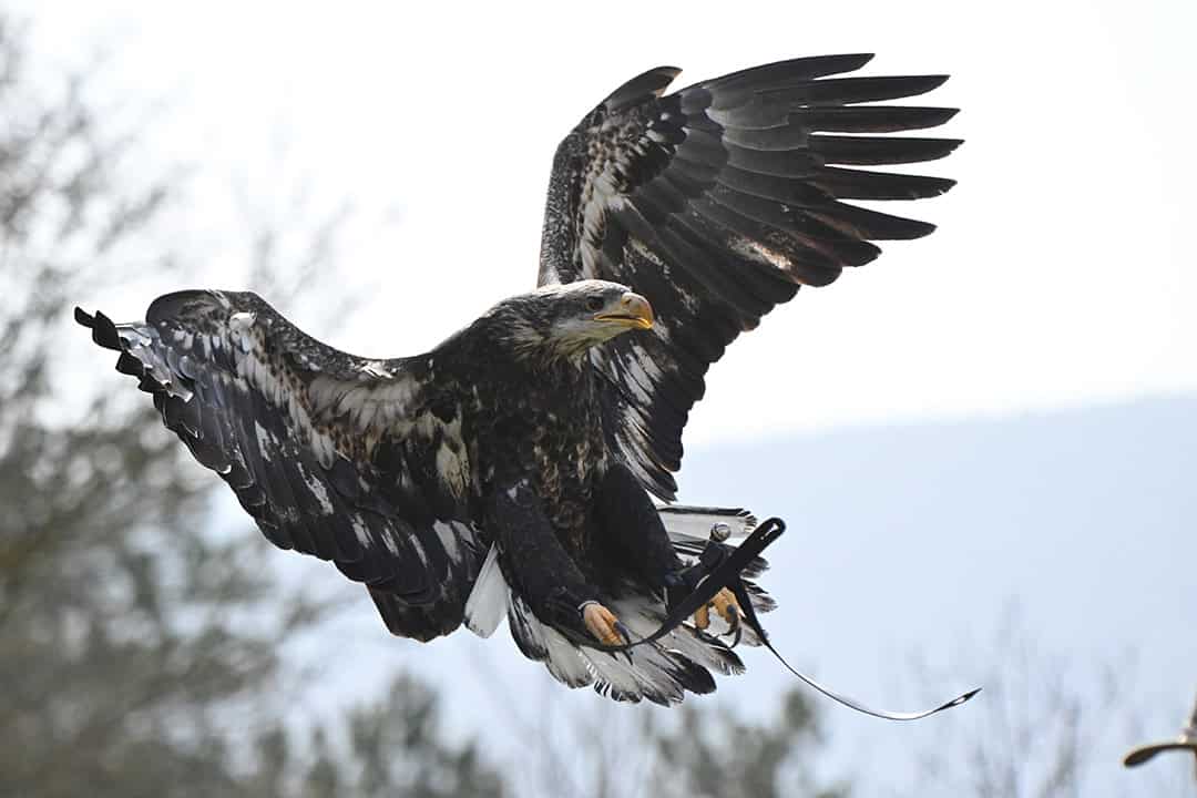 Ein großer Adler mit ausgebreiteten Flügeln und einem braun-weiß gesprenkelten Körper fliegt durch die Luft. Seine Krallen sind ausgefahren, und an seinen Beinen ist ein Lederriemen befestigt. Der Hintergrund ist mit Bäumen und Himmel verschwommen.