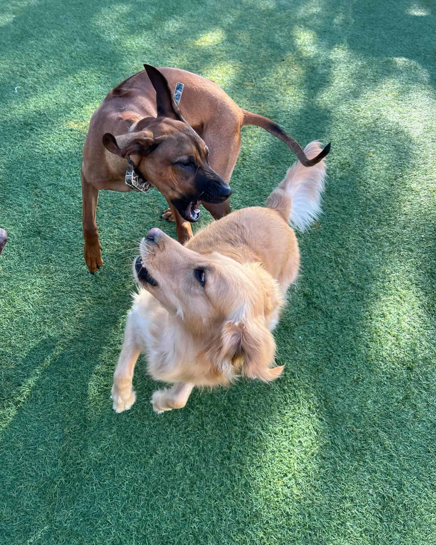 Playful dogs interacting at High Plains K-9 Connections, showcasing canine socialization and training services. Friendly and well-trained dogs in a safe outdoor environment for military, law enforcement, and community training.