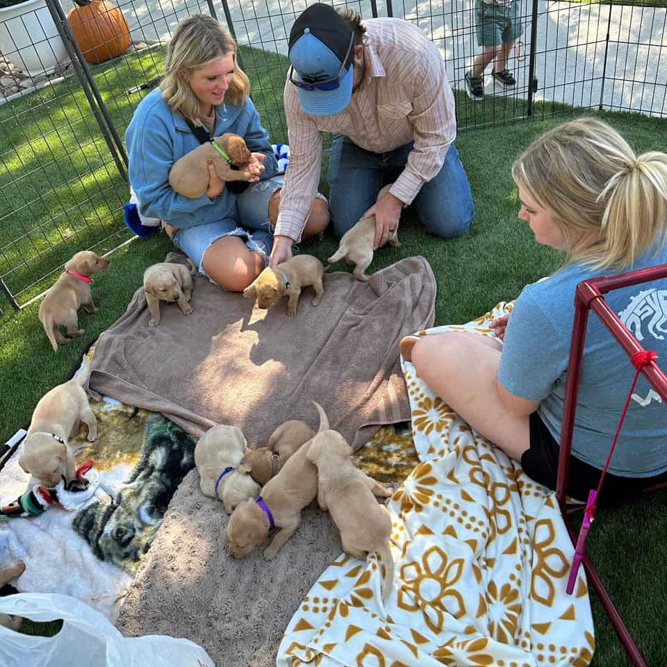 Puppy socialization and training at High Plains K-9 Connections with puppies and caregivers on a cozy blanket in a safe outdoor space, fostering positive interactions and obedience training for puppies.