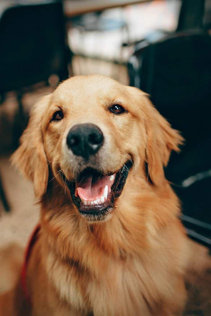 Gentle, happy Golden Retriever dog with a friendly expression, inside a vehicle, showcasing therapy dog training and service dog connections at High Plains K-9 Connections.