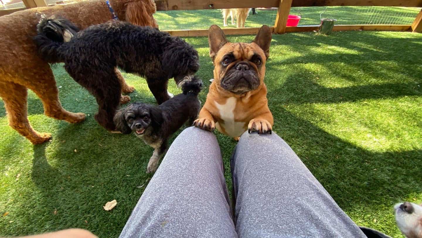 Cute bulldog dog standing on its hind legs and holding onto a person's knees in a dog training or socialization session.