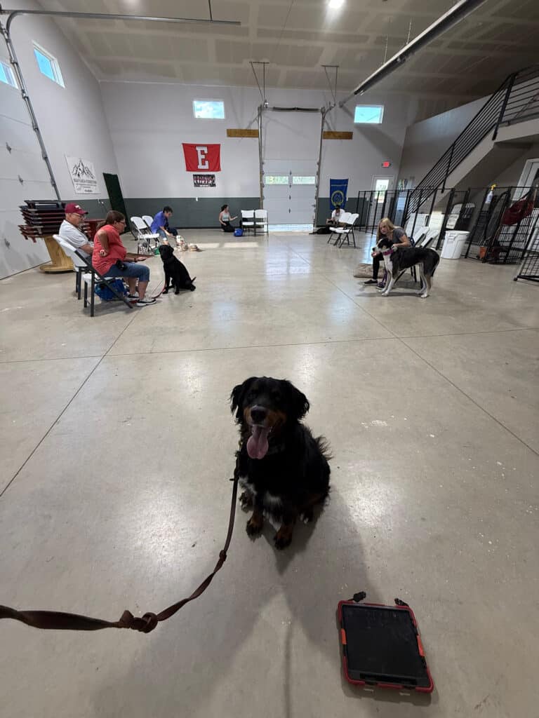 Dog training session inside a spacious facility with multiple participants and dogs, focusing on obedience and team bonding at High Plains K-9 Connections.