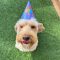 Cute dog wearing a birthday party hat at High Plains K-9 Connections, celebrating with playful and friendly dog training and rehabilitation services.