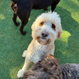 Fluffy Labradoodle puppy with curly cream coat playing with other dogs on green turf at High Plains K-9 Connections dog training and socialization programs.
