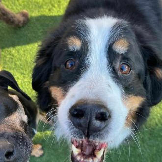 Adorable Australian Shepherd puppy and Dachshund puppies playing outdoors, showcasing dog training, socialization, and positive reinforcement at High Plains K-9 Connections.
