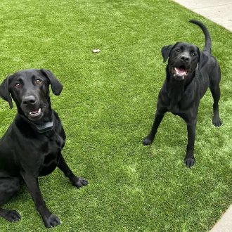 Black Labrador retriever dogs playing on lush green grass, showcasing canine training and behavior services at High Plains K-9 Connections.