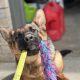 Playing with colorful tug toys for canine training and therapy at High Plains K-9 Connections.