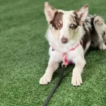 Hovering on the grass, a beautiful Australian Shepherd with heterochromatic eyes, one blue and one brown, in a pink harness, showcasing specialized therapy and service dog training.