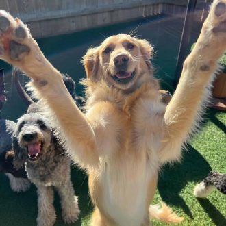 Playful golden retriever dog with paws up at High Plains K-9 Connections outdoor play area, dog training, socializing, and canine enrichment.