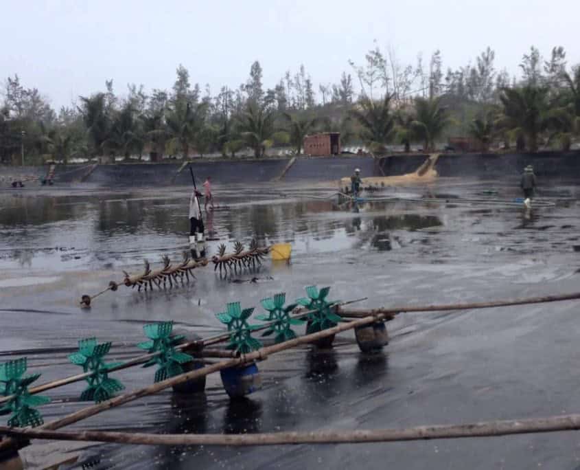 Màng bạt HDPE làm hồ nuôi tôm